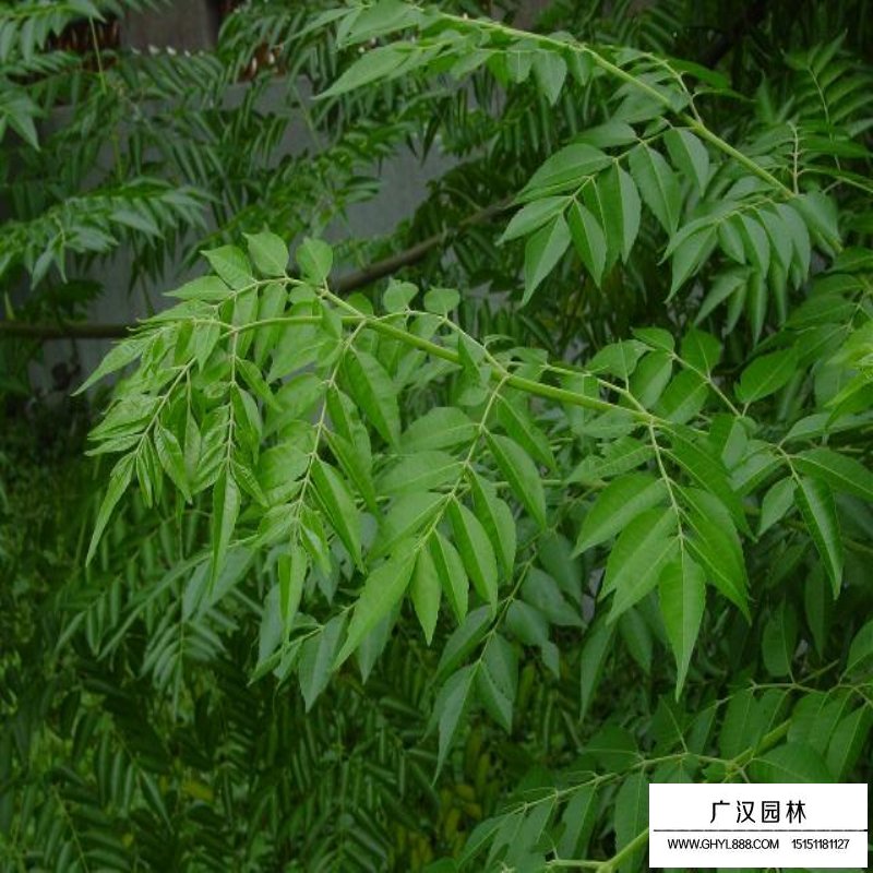 苦楝樹的價格