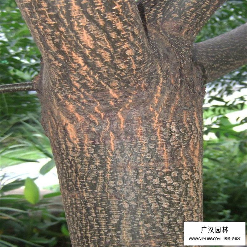 苦楝樹的價格