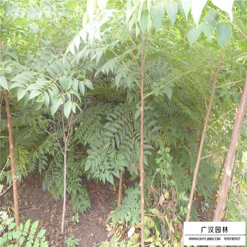苦楝樹的價格