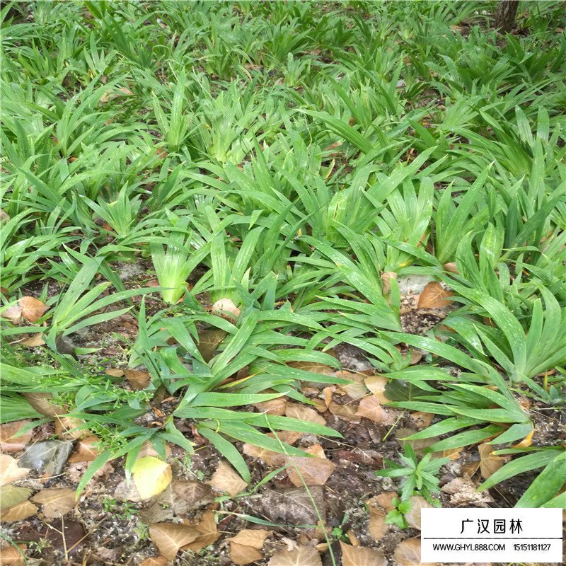 藍花鳶尾生長環境
