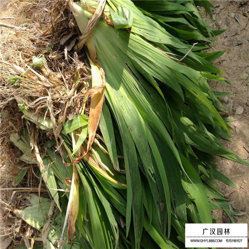 藍花鳶尾生長環境