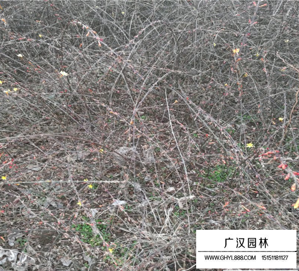 迎春花種植基地