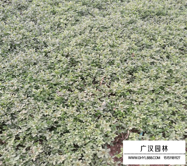 迎春花種植基地