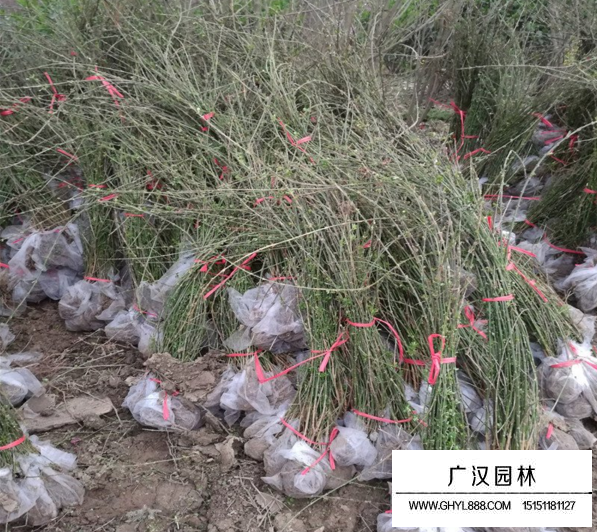 迎春花種植基地