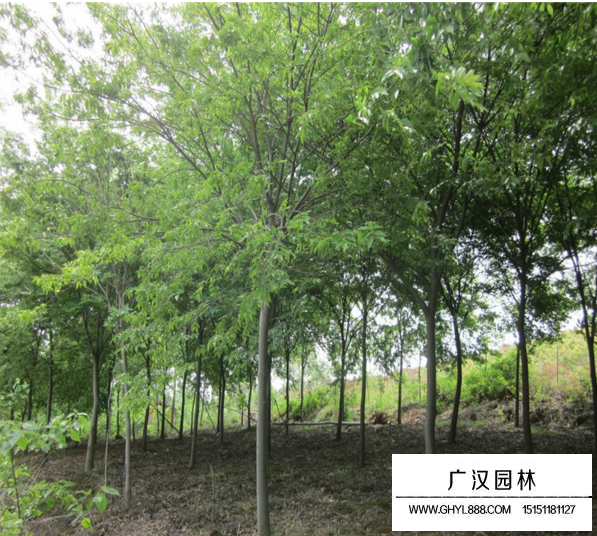 紅櫸樹18公分多少錢一顆