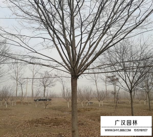 紅櫸樹18公分多少錢一顆