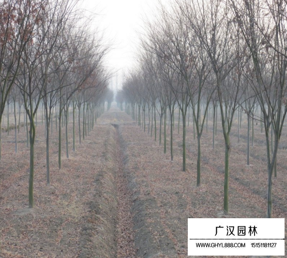 紅櫸樹22公分多少錢