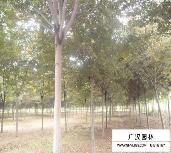 紅櫸樹22公分多少錢