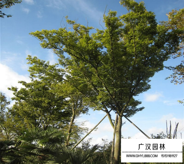 紅櫸樹22公分多少錢