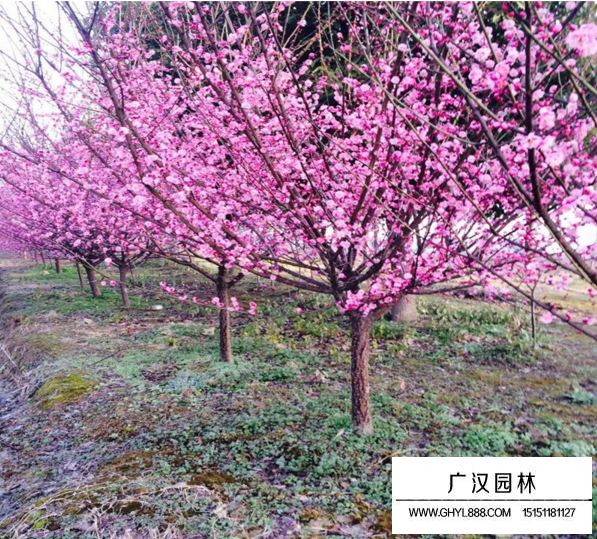 紅梅與桃樹嫁接的好處