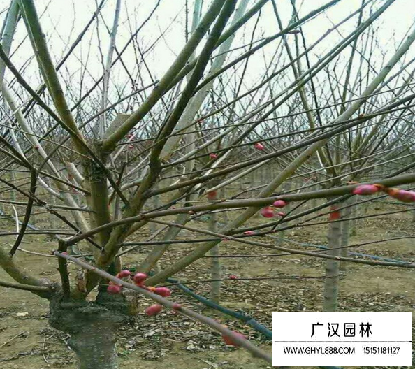 紅梅與桃樹嫁接的好處