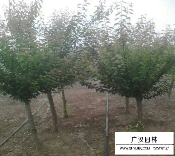 紅梅與桃樹嫁接的好處