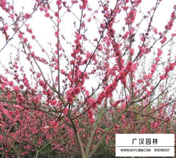 紅葉碧桃果實