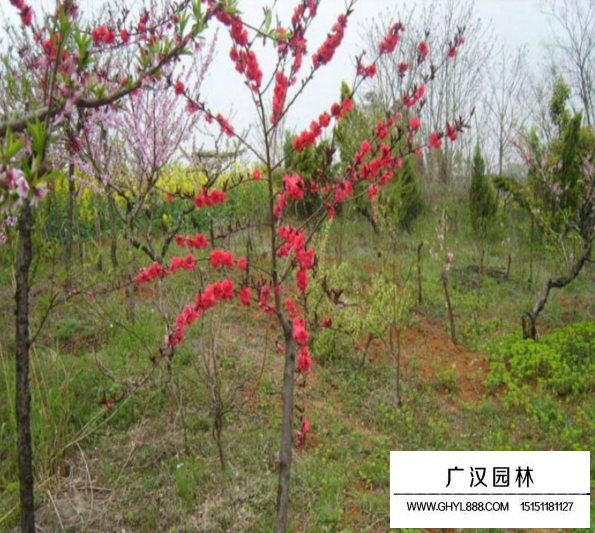 紅葉碧桃果實