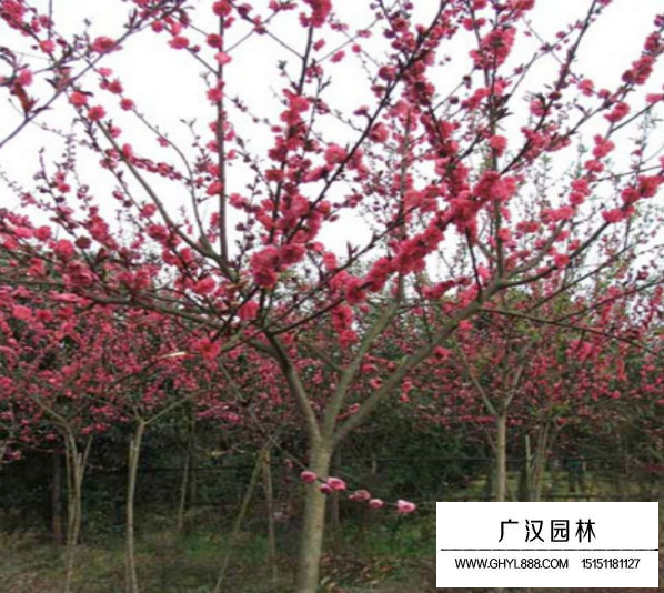 紅葉碧桃果實