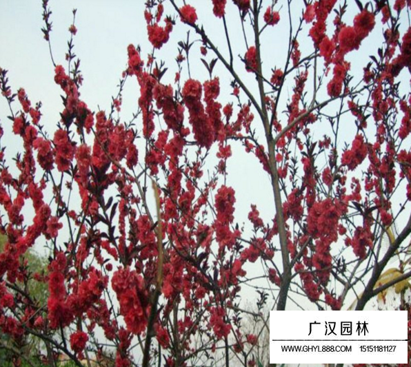 紅葉碧桃果實