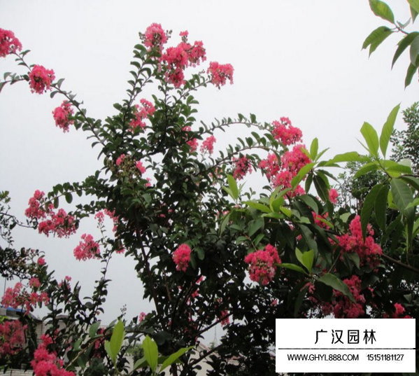 百日紅花期