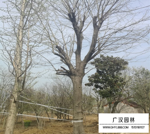 皂角樹