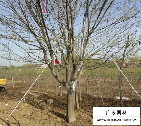 皂角樹