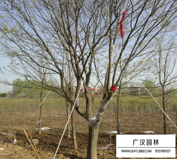 皂角樹