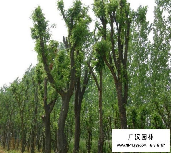 皂角樹