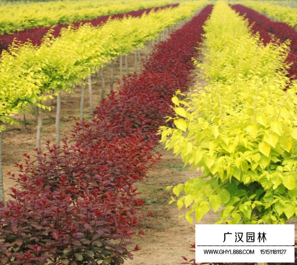 紫葉矮櫻屬于什么花