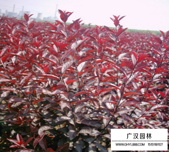 紫葉矮櫻屬于什么灌木