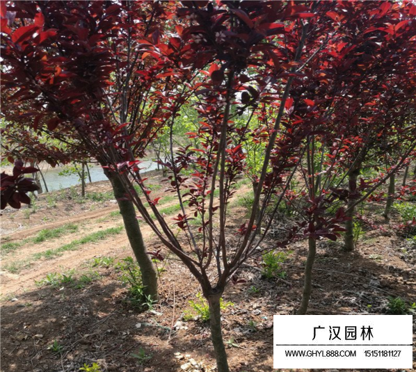 紫葉矮櫻屬于什么灌木