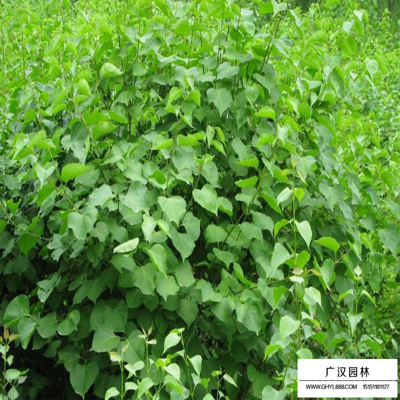 紫丁香和暴馬丁香的區別