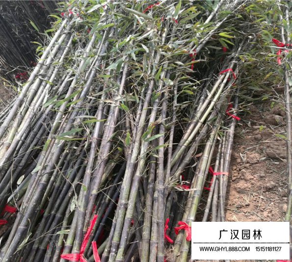 紫竹和金鑲玉竹哪個品種要好？