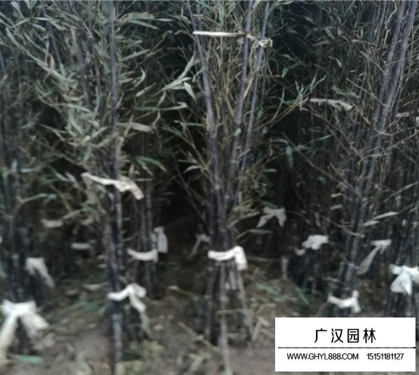 紫竹和金鑲玉竹哪個品種要好？