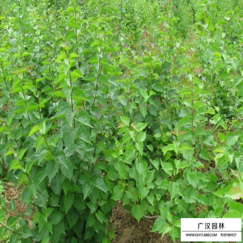 白丁香和暴馬丁香區別