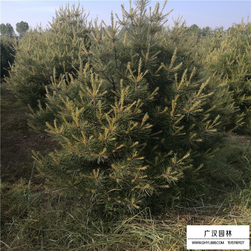 白皮松小苗價格