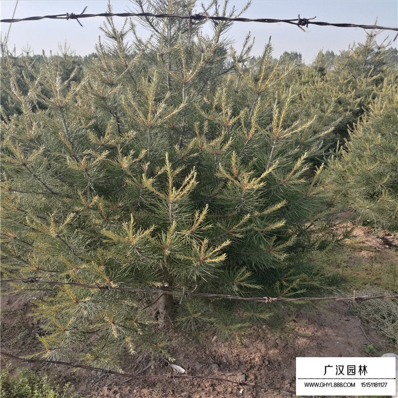 白皮松小苗價格