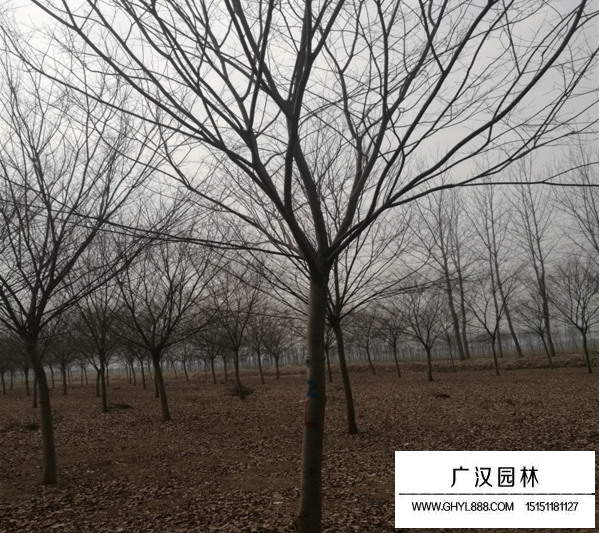 百年紅櫸樹價格