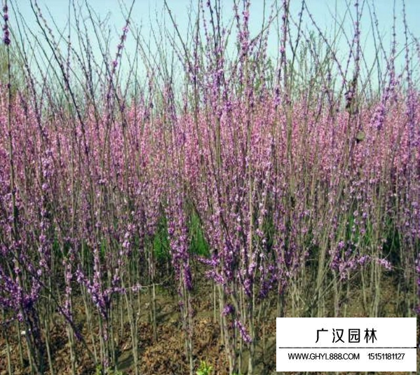 獨桿紫荊8公分價格？