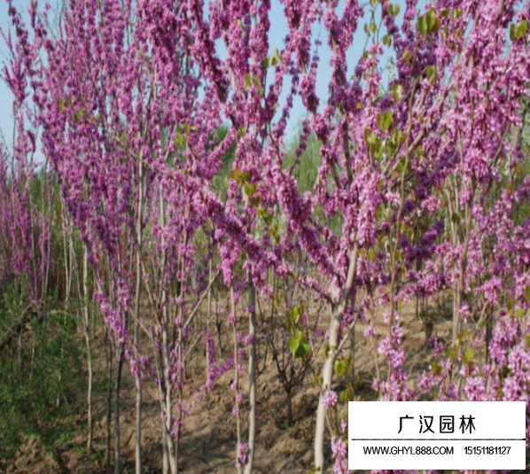 獨桿紫荊8公分價格？