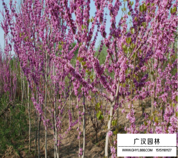 獨桿紫荊8公分價格？