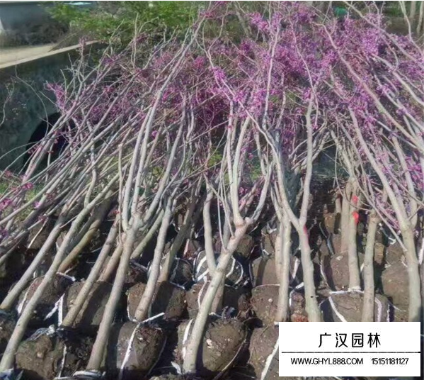 獨桿紫荊8公分價格？