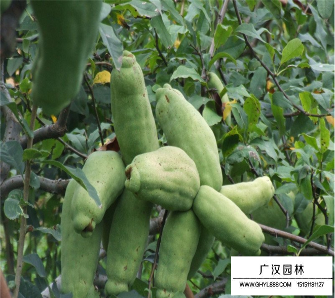 用什么方法使木瓜樹變矮?