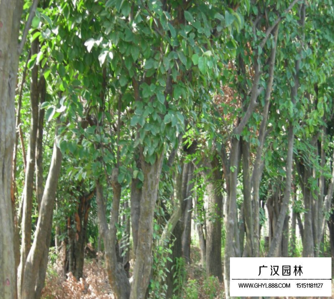 用什么方法使木瓜樹變矮?