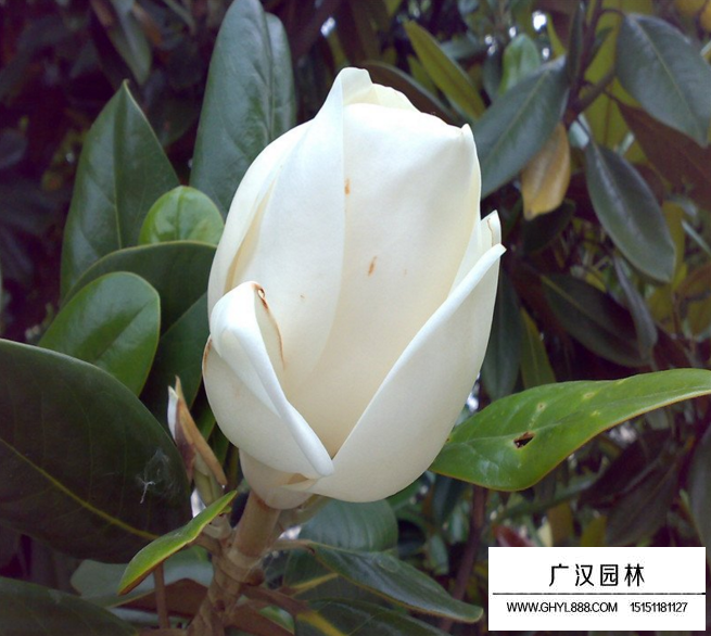 玉蘭