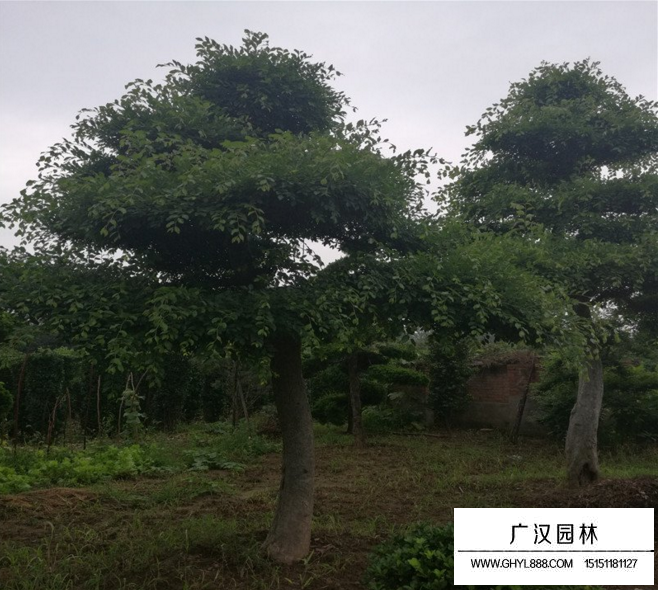 榔榆樹扦插
