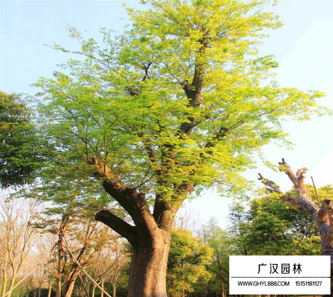 榔榆樹扦插