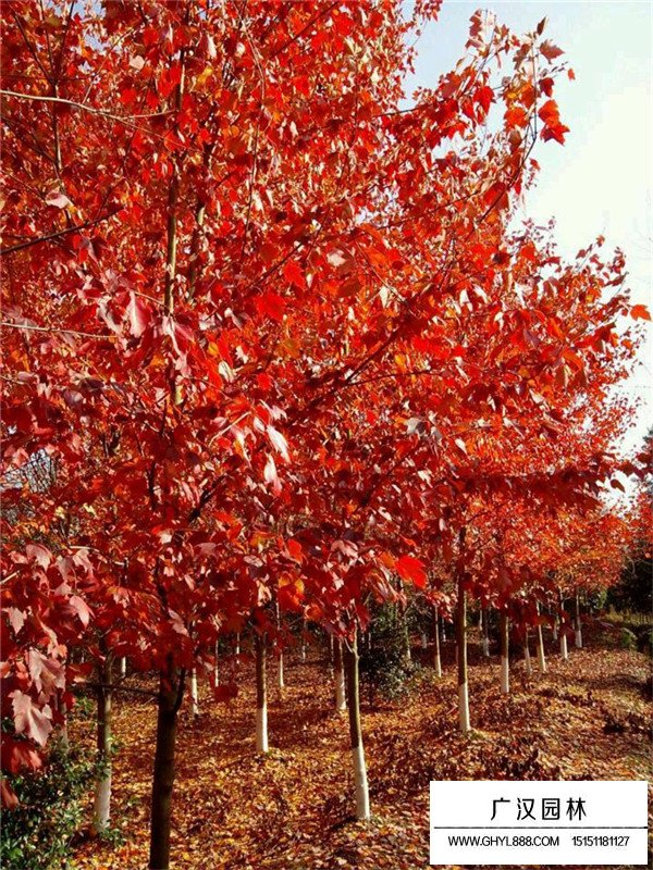 哪里有美國紅楓樹苗