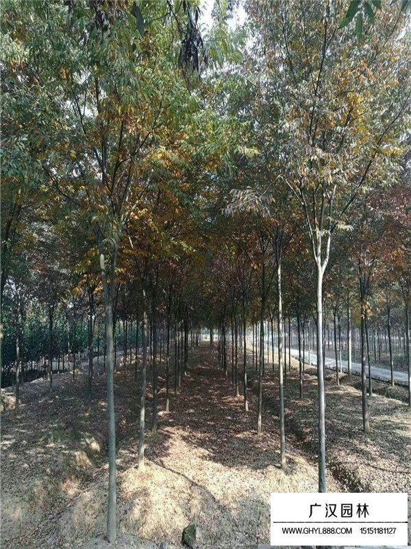 2019最新紅櫸樹價格