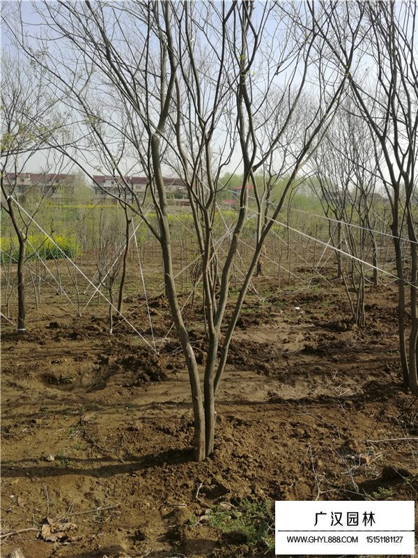 叢生樸樹怎么培植
