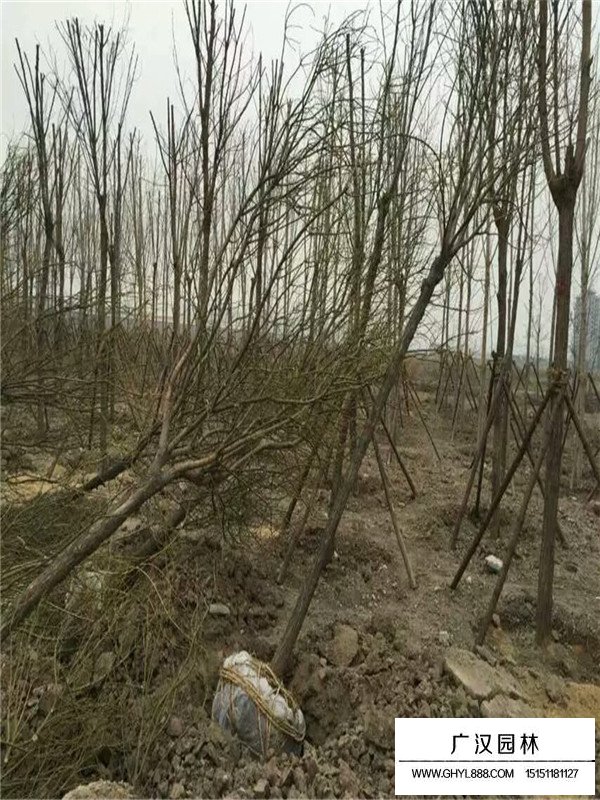 國槐