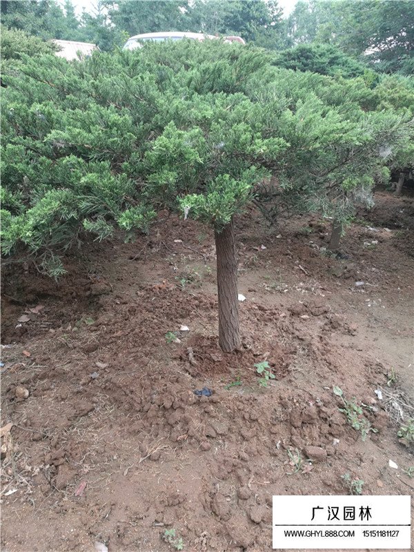 地龍樹苗廠家在哪里？