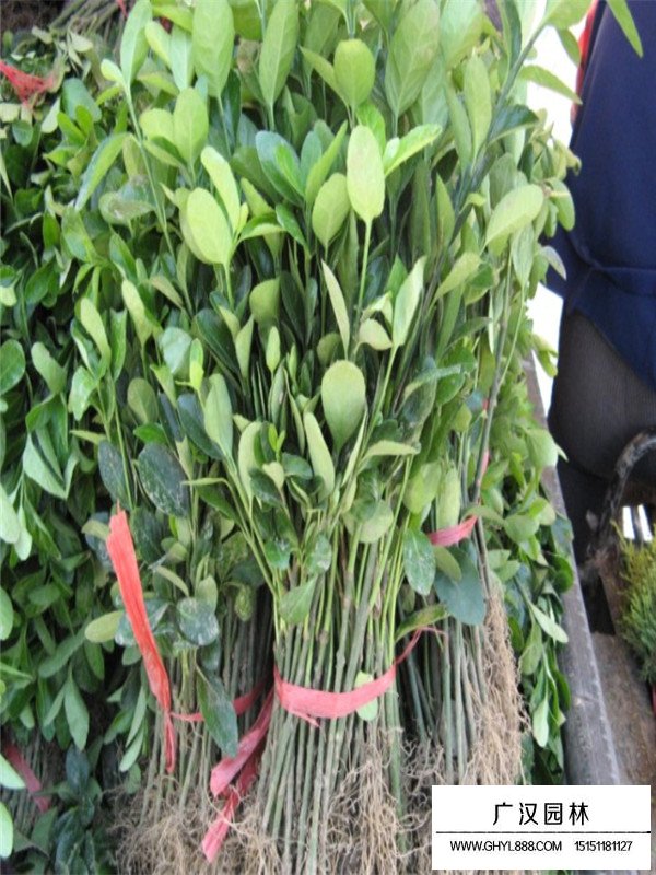扶芳藤多少錢一棵？